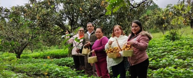 Cortando nìspero en San Juan del Obispo, Antigua Guatemala