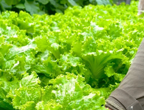 Caoba Farms Agroturismo: Antigua Guatemala.