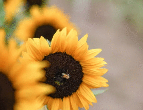 Girasoles de Antigua Guatemala