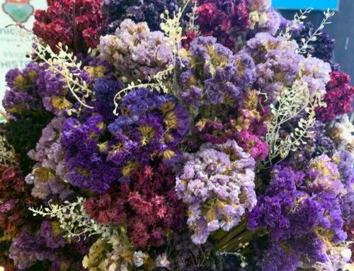 La Flor que Desafía al Tiempo: El Encanto de la Estaticia