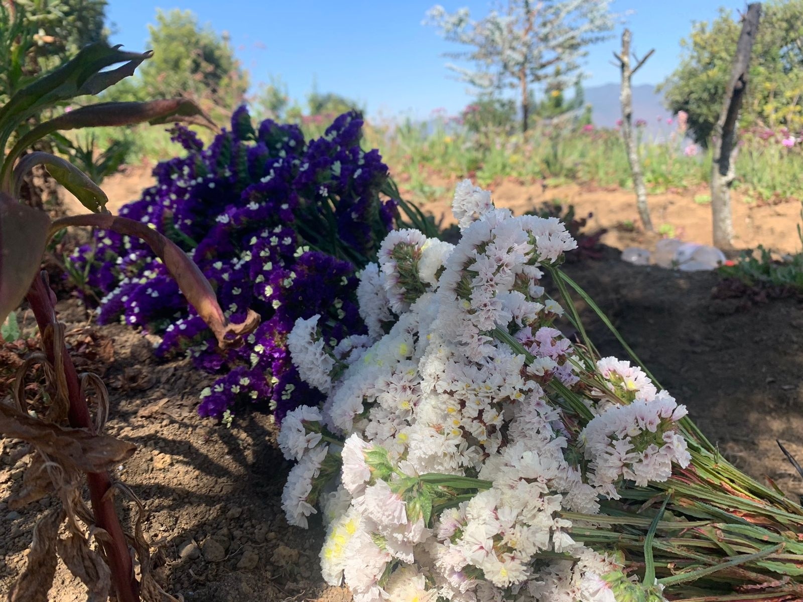 Recolección de la estaticia