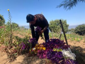 Recolección de la estaticia